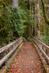 Obraz premium Olympic Peninsula Rain Forest Trail. Beautiful hike through a rain forest with cedar trees and ferns lining the path. Seen near Lake Crescent and the Lake Crescent Lodge on the Olympic Peninsula.