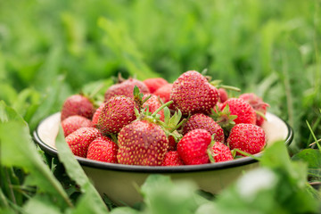 Fresh strawberry in bowl in the garden Green grass Outdoor Summer Copy space