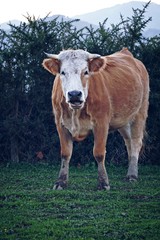 Fototapeta na wymiar the cow portrait in the meadow 