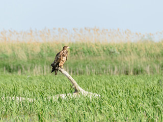 Junger Seeadler