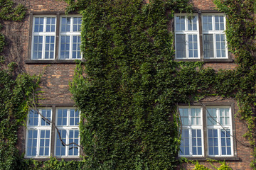 Windows on an old house covered with ivy