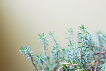 Naklejka premium Creative layout made with succulent planrt on clean green background. Spring minimal concept.