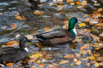 Enten auf dem Wasser