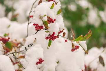 Red berries on a bush covered in snow