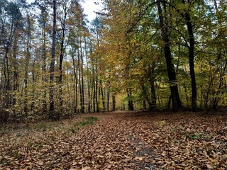 Forest pathway full of leaves in autumn