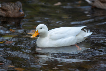 Enten auf dem Wasser