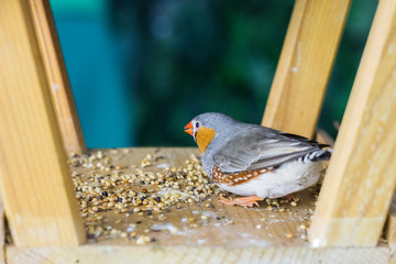 great bird in a birdhouse