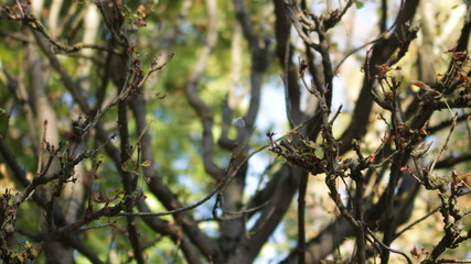 Tree branches
