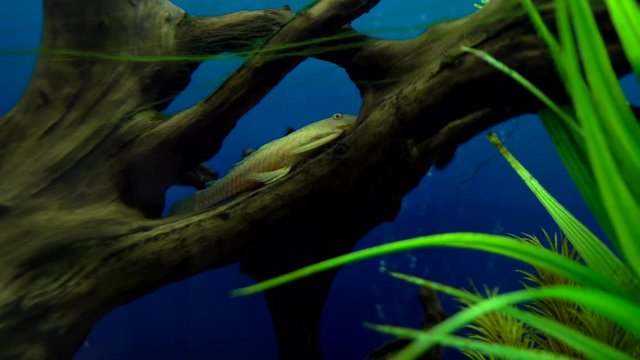Big long fish on huge branch of wood with moss in transparent aquarium water, close-up. Aquarium tank filled with stones, ocean clam shells, artificial seaweeds, different colorful fishes and snails.