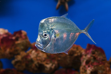 fish in an aquarium