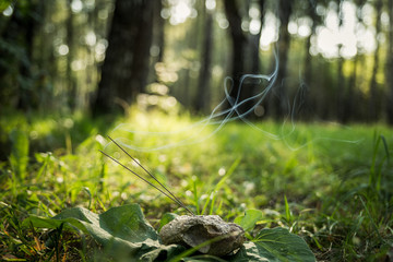 Lit incense sticks standing in a natural stone with shell prints ammonite , smoke on a background of grass and trees. 
