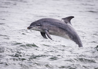 Dolfin jumping