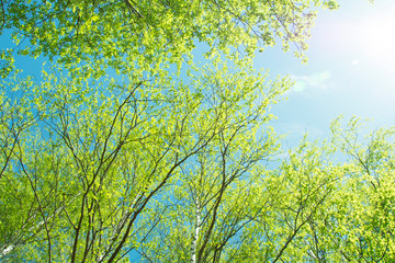 spring panorama of a scenic forest of trees with fresh green leaves and the sun casting its rays of light through the foliage