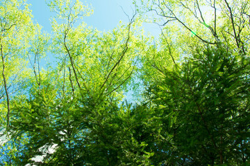 Fototapeta na wymiar spring panorama of a scenic forest of trees with fresh green leaves and the sun casting its rays of light through the foliage