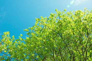 spring panorama of a scenic forest of trees with fresh green leaves and the sun casting its rays of light through the foliage