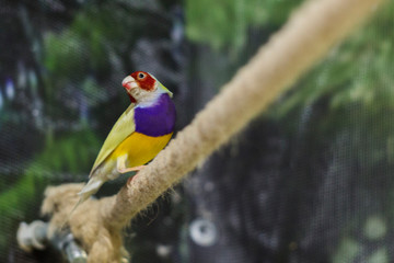 colored parrot on the rope