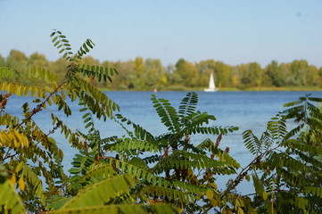 Fototapeta premium Golden autumn