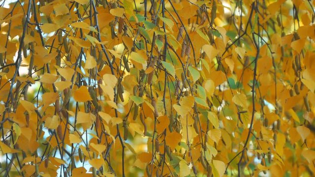 Yellow autumn birch leaves on branches