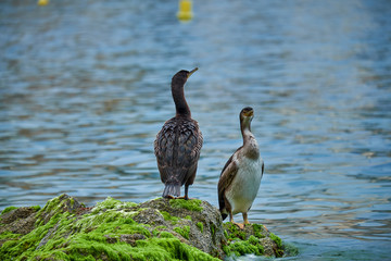 Ducks in Lloret de mar, Catalonia.