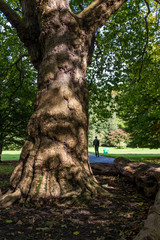 Tree trunk in a park lit by autumn sun