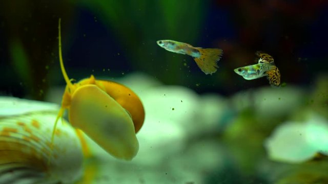 Adult ampularia snail crawling on aquarium glass and clam shell in transparent water. Golden apple snail and small colorful fishes in aquarium tank filled with stones, wooden branch, artificial seawee