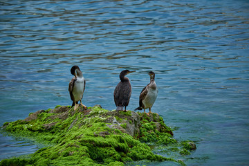 Ducks in Lloret de mar, Catalonia.