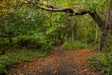 tree's branch over park alley in autum