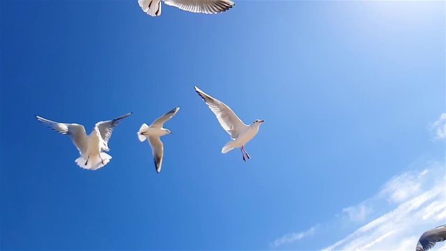 Seagulls catch food against the sky of a slow motion