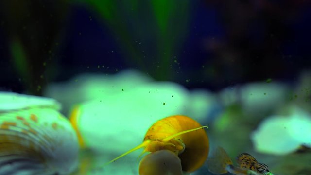 Adult ampularia snail crawling on aquarium glass and clam shell in transparent water. Golden apple snail and small colorful fishes in aquarium tank filled with stones, wooden branch, artificial seawee