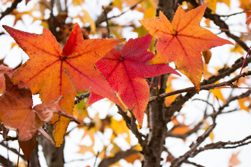 Naklejka na ściany i meble Maple trees with autumn colors on the Benevento long river