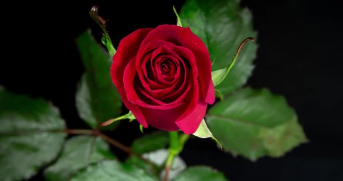 Timelapse of red rose growing blossom from bud to big flower on black background. Flower wilting without water