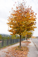 Maple trees with autumn colors on the Benevento long river