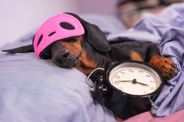 Black and tan dog breed dachshund sleep in bed with sleeping mask and alarm clock. Live with...