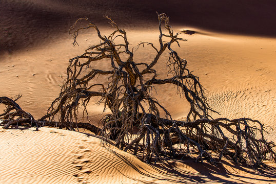 Dry beautiful tree on the background of the dunes with a beautiful texture of sand. Africa. Landscapes of Namibia. Sossusvlei. Namib-Naukluft National Park.
