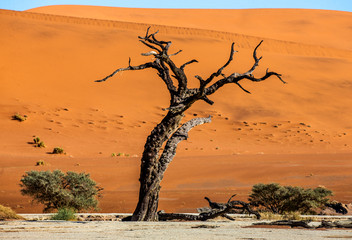 Fototapeta na wymiar Dead acacia Trees and red dunes in Deadvlei. Sossusvlei. Namib-Naukluft National Park, Namibia.