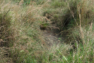 Thick thickets in the swamp. Africa Tanzania Natural Background