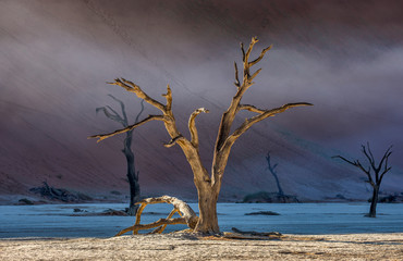 Dead acacia Trees and red dunes in Deadvlei. Sossusvlei. Namib-Naukluft National Park, Namibia.