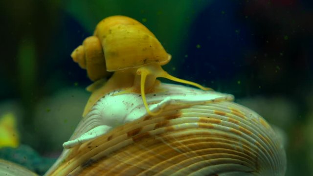 Adult ampularia snail crawling on ocean clam shell in transparent aquarium water. Golden apple snail in aquarium tank filled with stones, wooden branch, artificial seaweed and small colorful fishes.