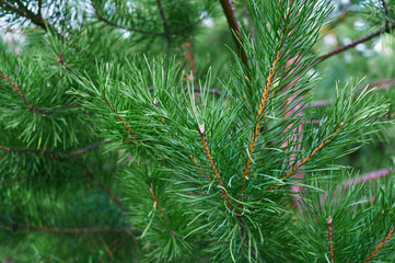 The branches of green pine close-up. Spruce needles. Background of Christmas tree branches.