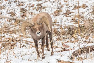 Bighorn Sheep Ram in the Snow