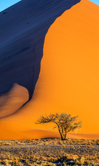 Single tree on the background of a beautiful dune. Black and white photography. Africa. Landscapes...
