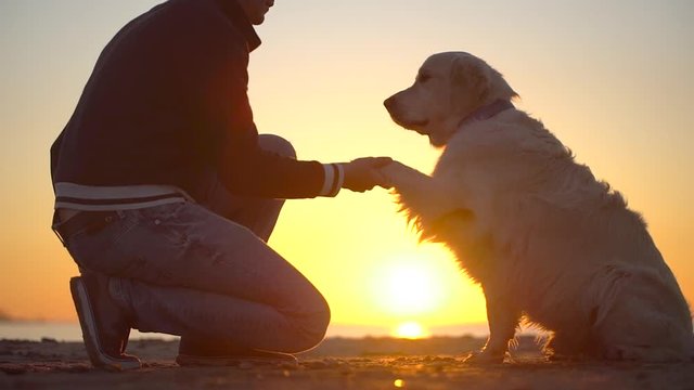 labrador, golden retriever, dog sitting on beach sea at sunset and giving a paw to his owner man male. man training a dog, love friendship of human and animal pets nature landscape walk playing slow