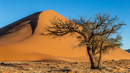 Fototapeta na wymiar Single tree on the background of a beautiful dune and blue sky. Stunning light and color. Africa. Landscapes of Namibia. Sossusvlei. Namib-Naukluft National Park.