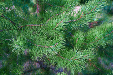 The branches of green pine close-up. Spruce needles. Background of Christmas tree branches.