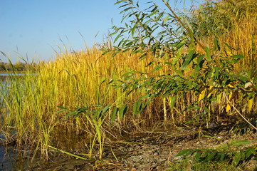 Golden autumn