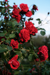 Fototapeta na wymiar Bush of red roses