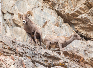 Bighorn Sheep On the Rocks