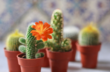 Beautiful flowering cactus flower. Indoor plants.