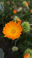 Fototapeta na wymiar Orange flower in the garden. Calendula 6