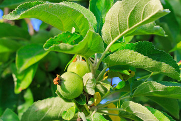 Green ripe apple hanging on branch of tree